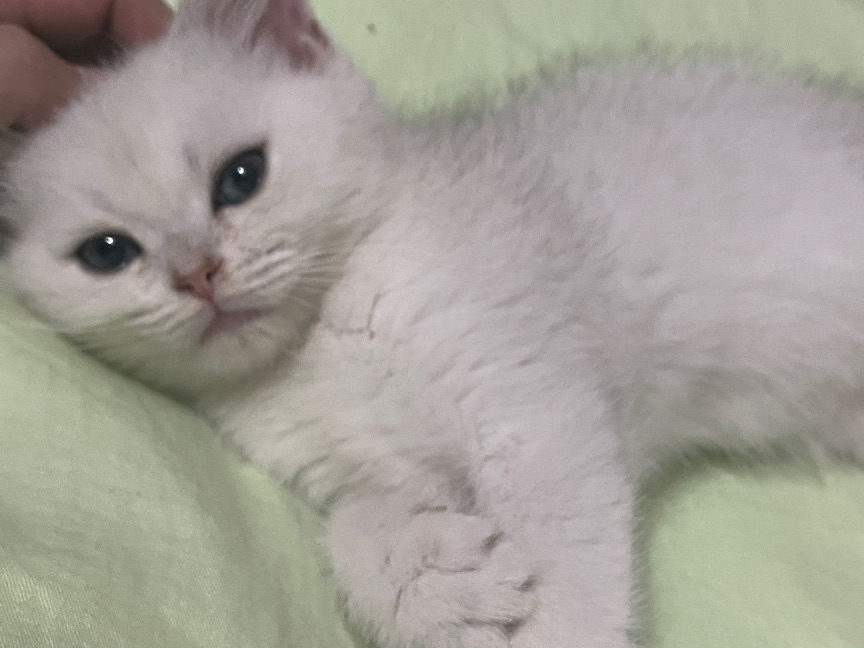 猫图片|宠物猫|猫咪|