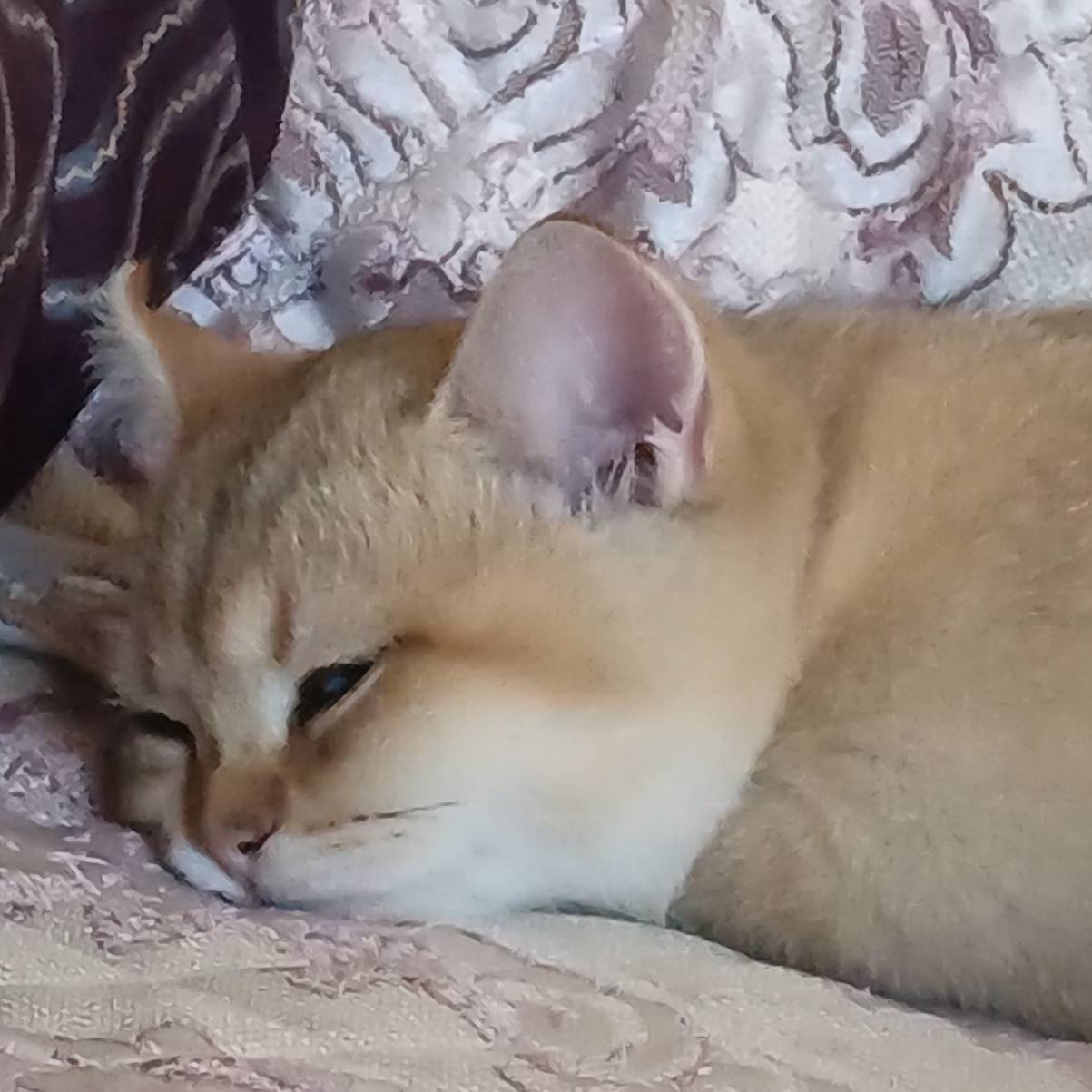 猫图片|宠物猫|猫咪|