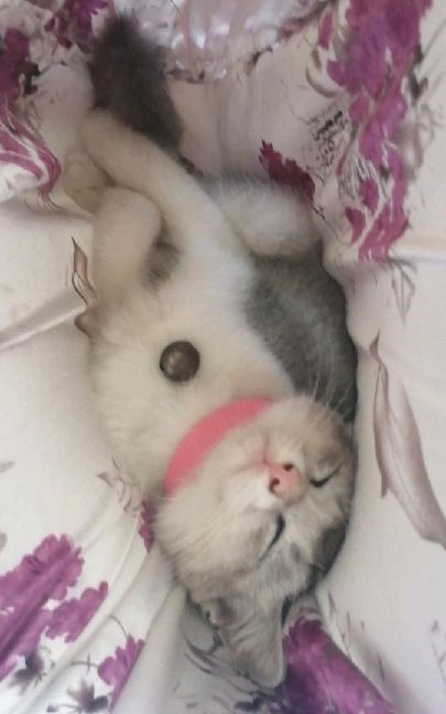 猫图片|宠物猫|猫咪|