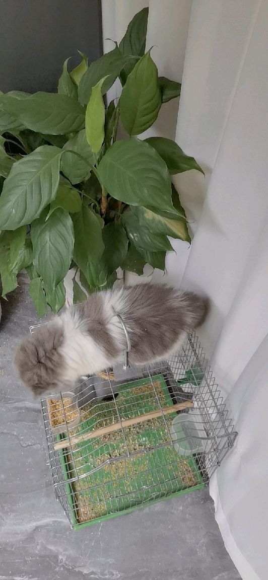 猫图片|宠物猫|猫咪|