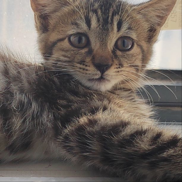 猫图片|宠物猫|猫咪|