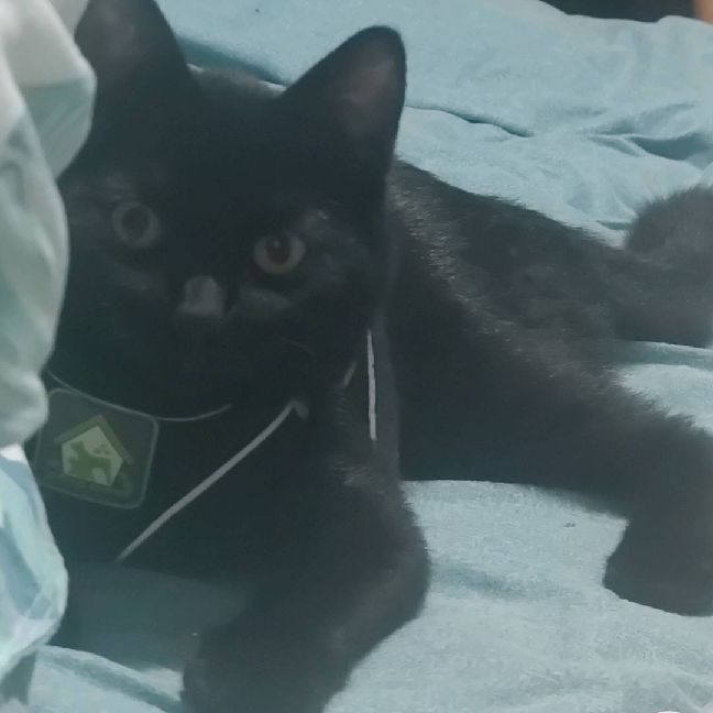 猫图片|宠物猫|猫咪|