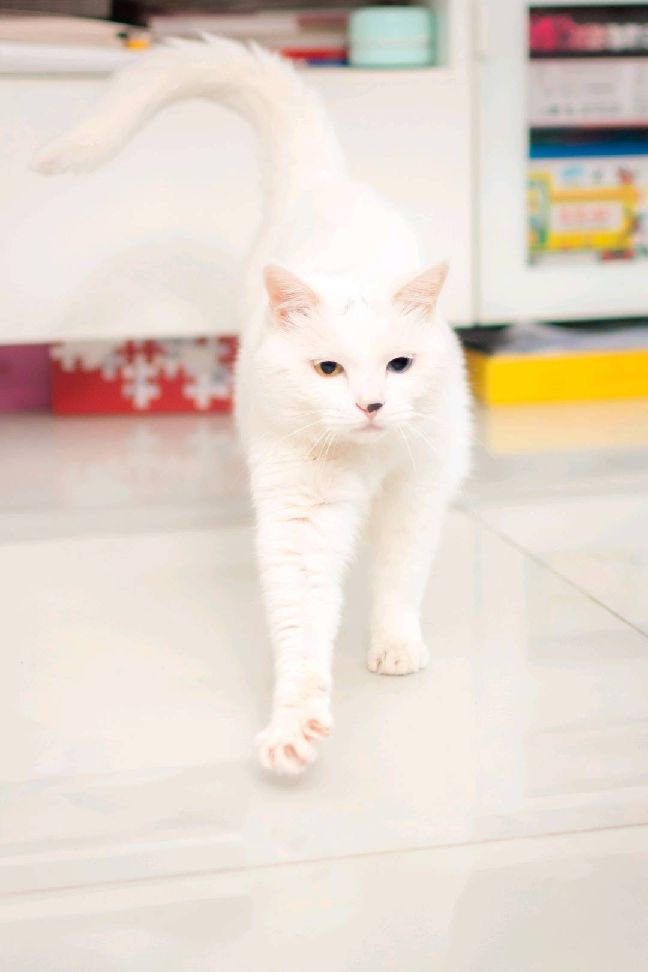 猫图片|宠物猫|猫咪|