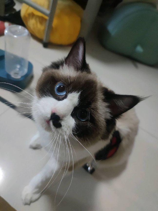 猫图片|宠物猫|猫咪|