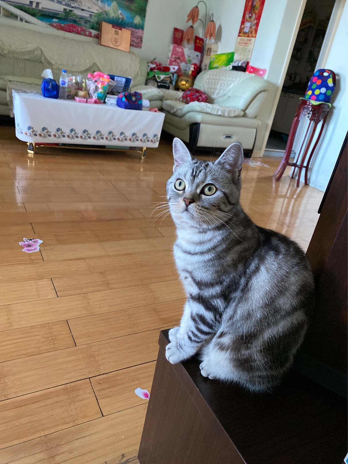 猫图片|宠物猫|猫咪|