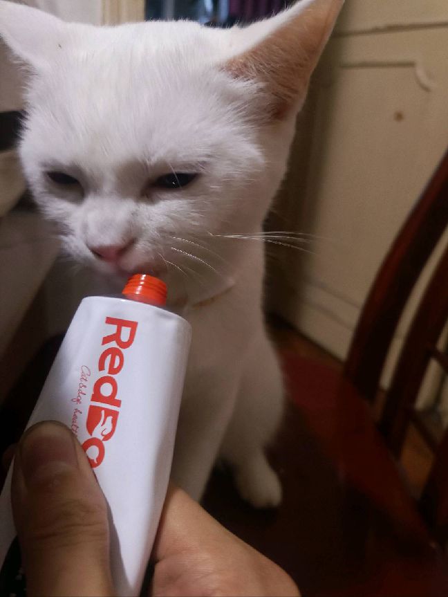 猫图片|宠物猫|猫咪|