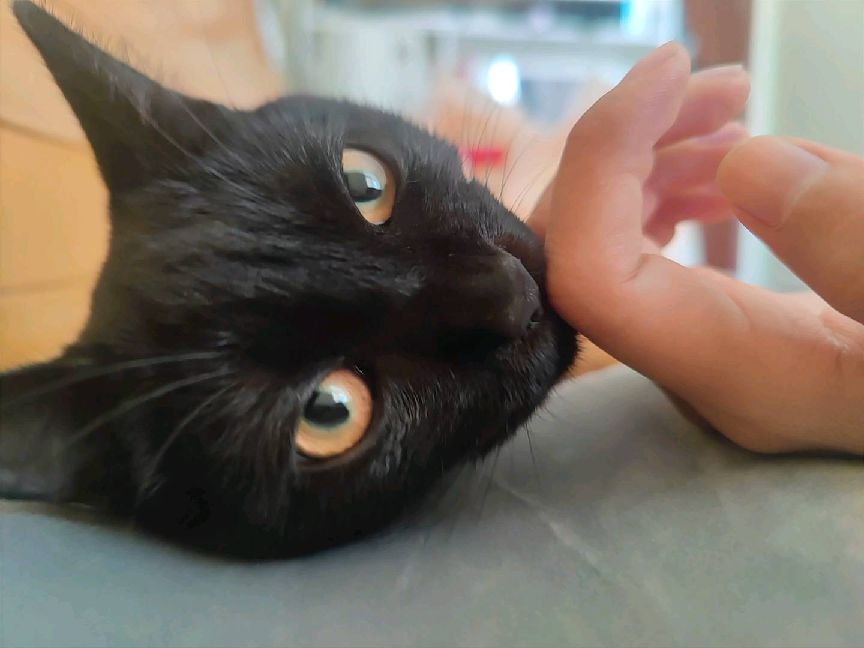 猫图片|宠物猫|猫咪|