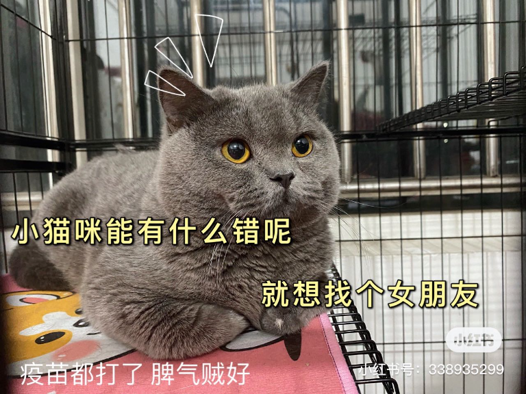 猫图片|宠物猫|猫咪|