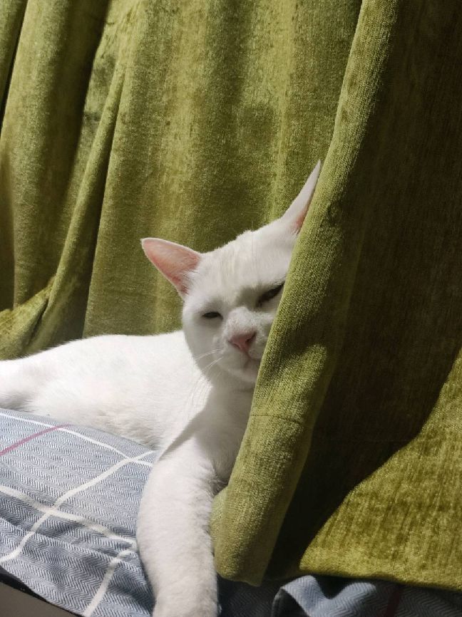 猫图片|宠物猫|猫咪|