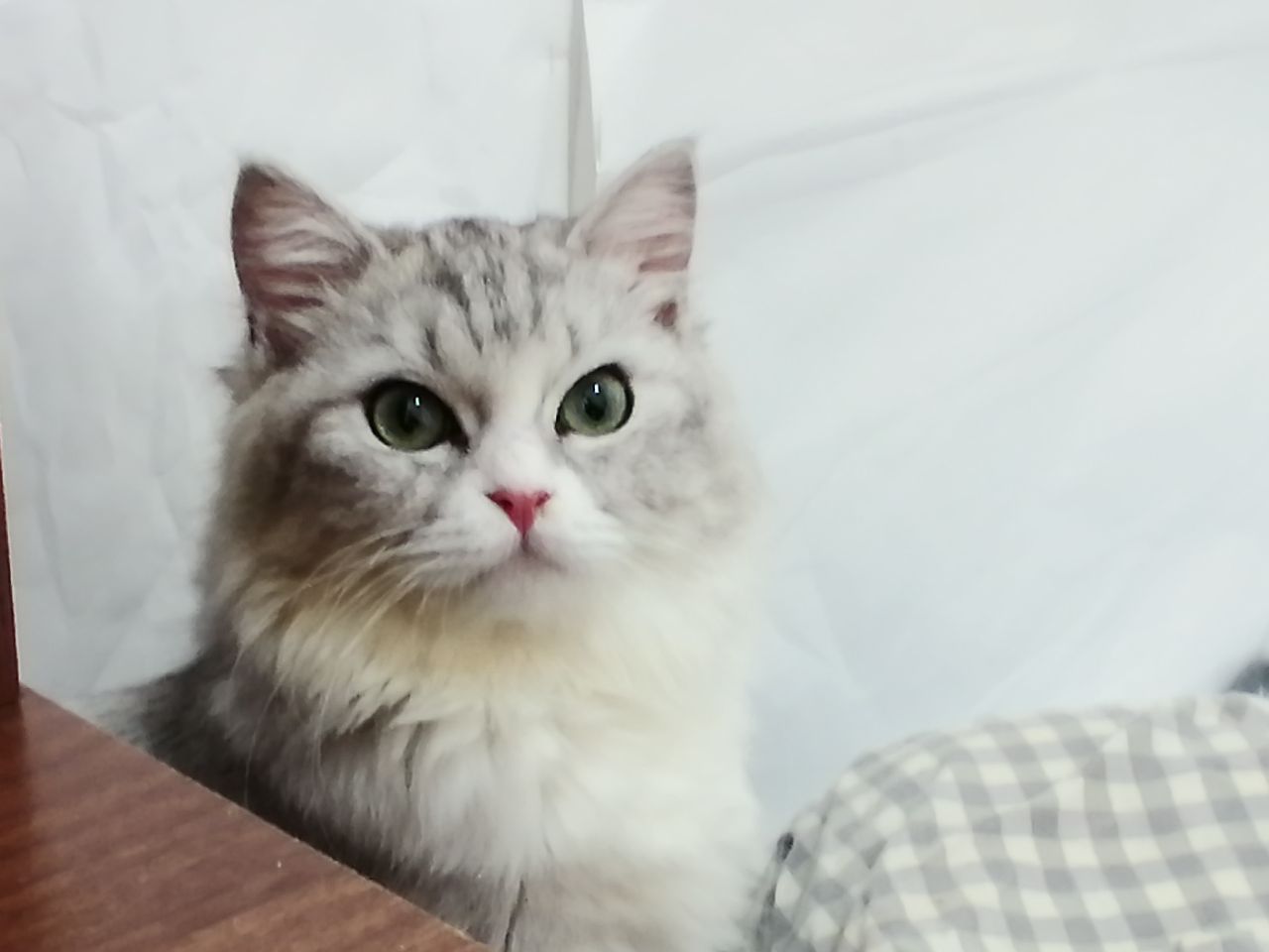 猫图片|宠物猫|猫咪|