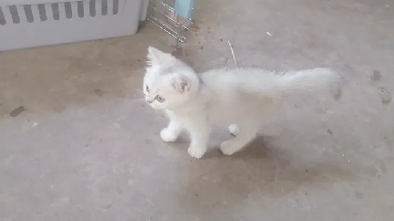 猫图片|宠物猫|猫咪|