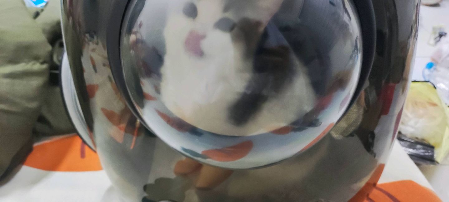 猫图片|宠物猫|猫咪|