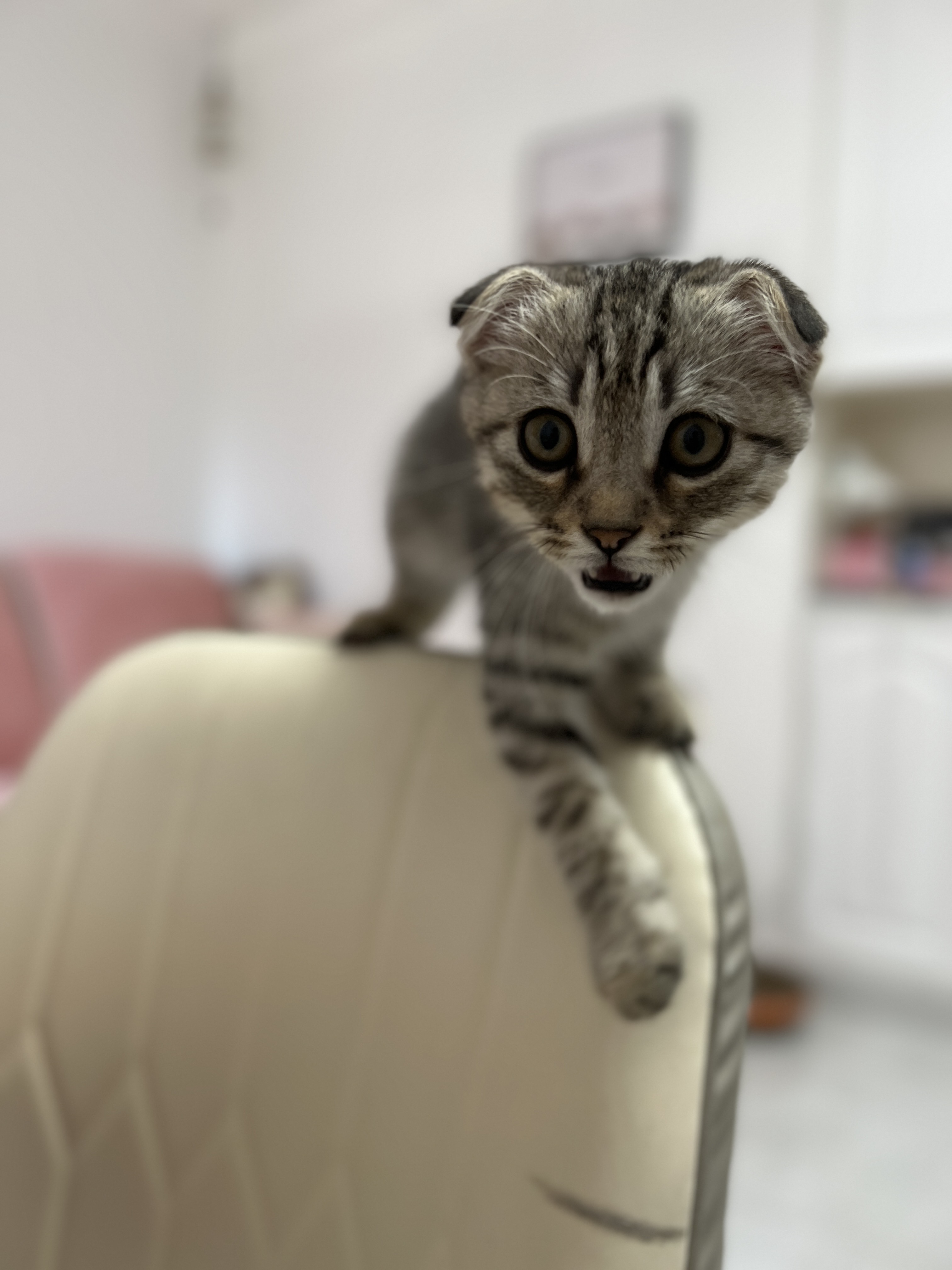 猫图片|宠物猫|猫咪|