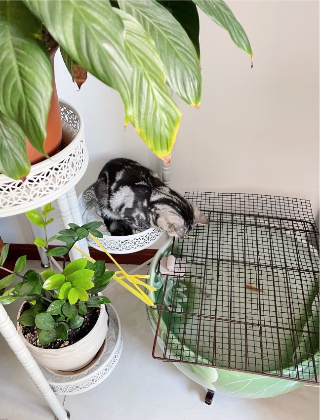 猫图片|宠物猫|猫咪|