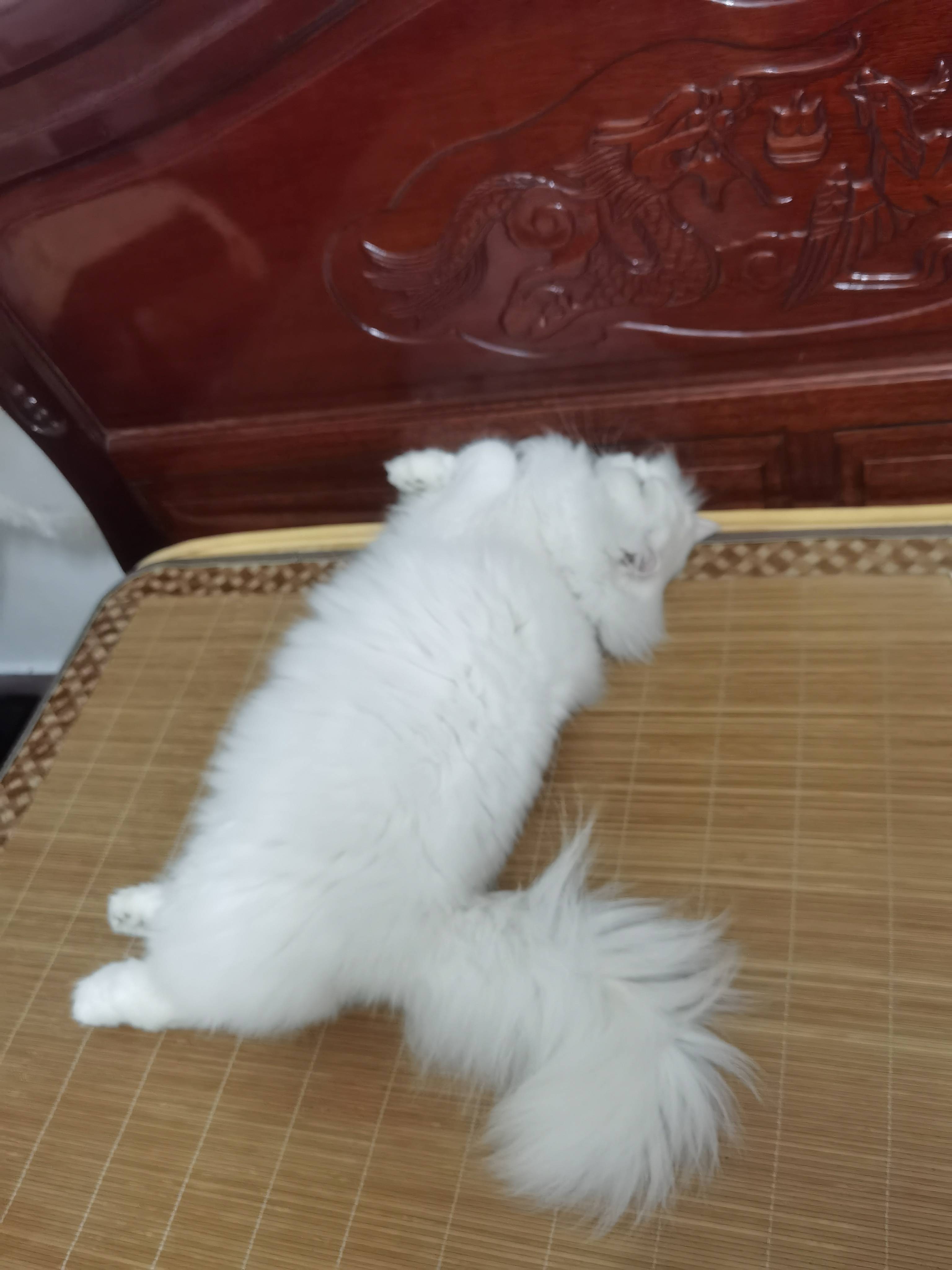 猫图片|宠物猫|猫咪|