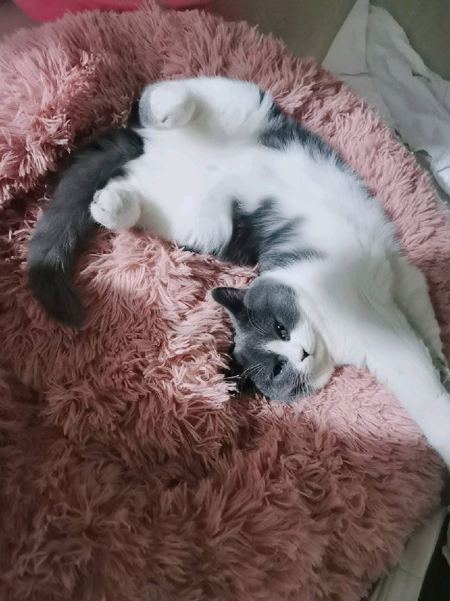 猫图片|宠物猫|猫咪|