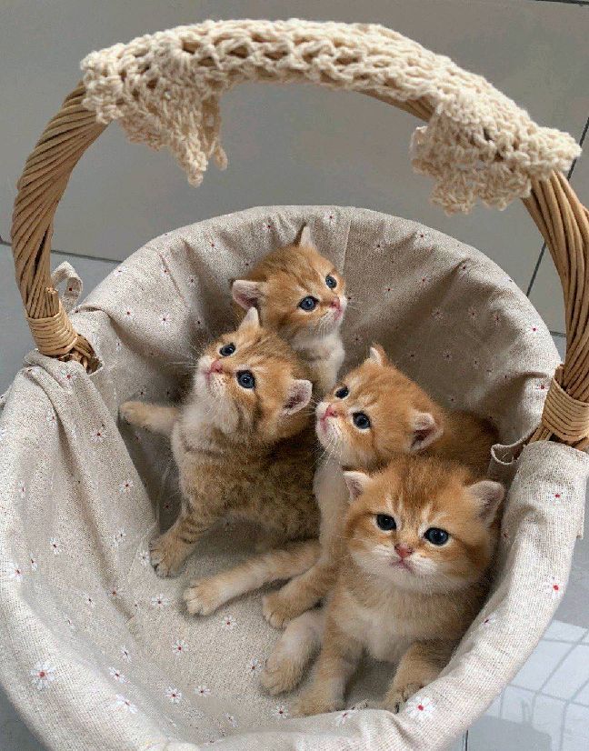 猫图片|宠物猫|猫咪|