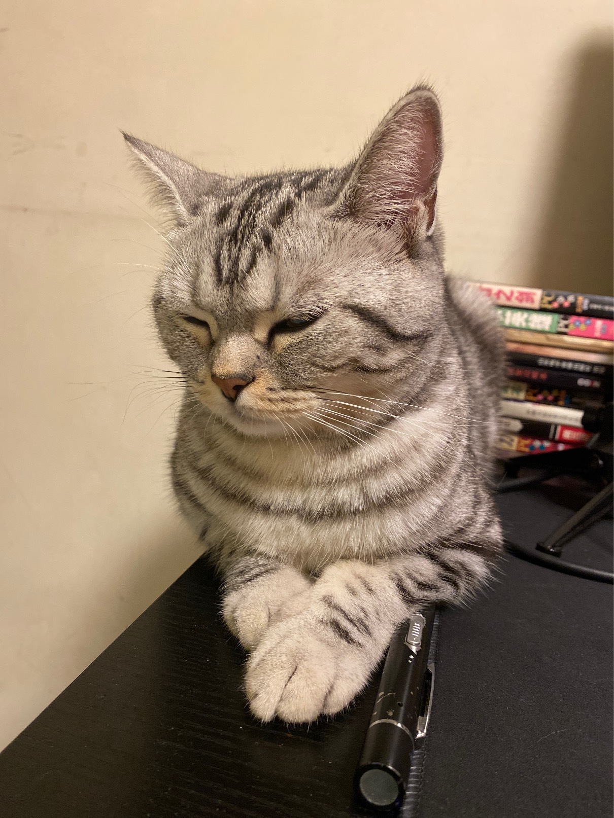 猫图片|宠物猫|猫咪|