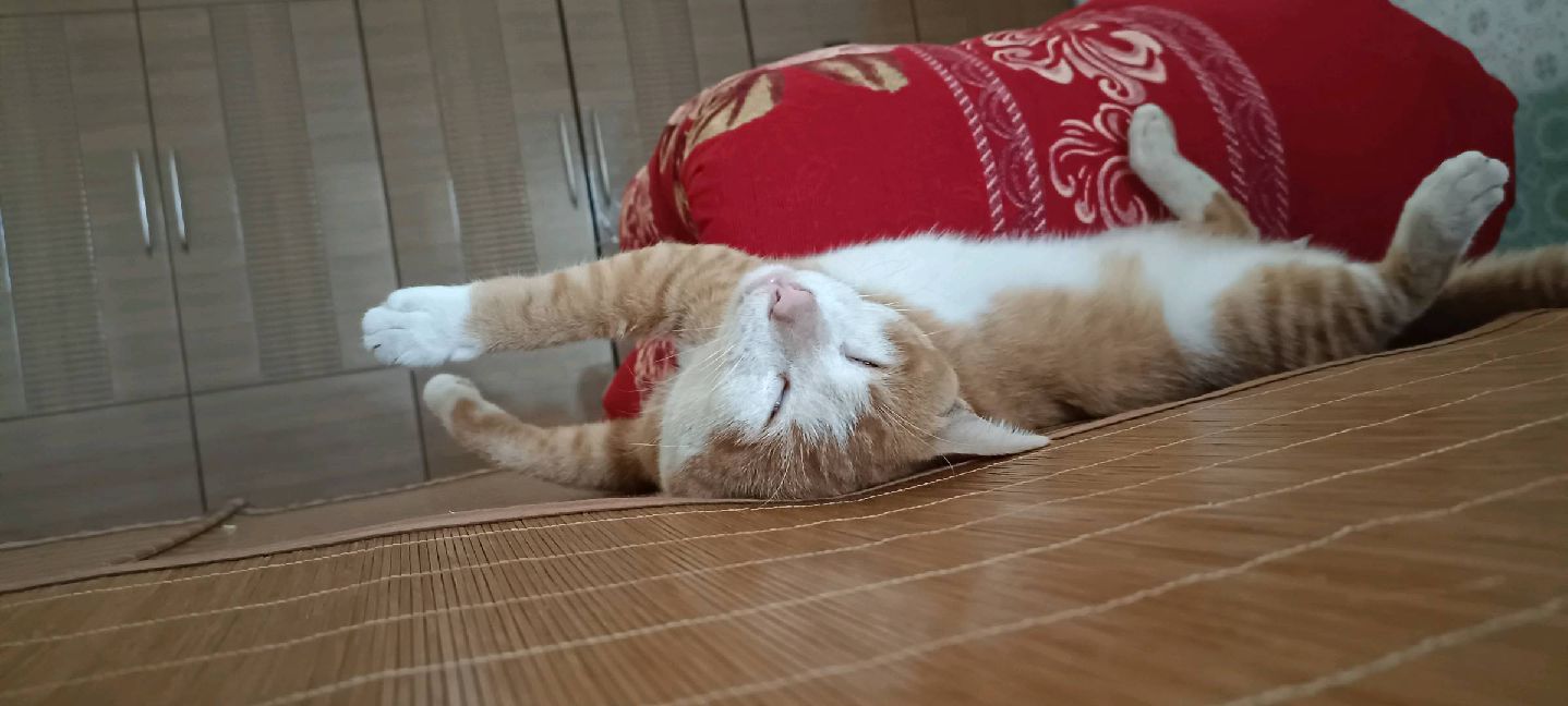 猫图片|宠物猫|猫咪|