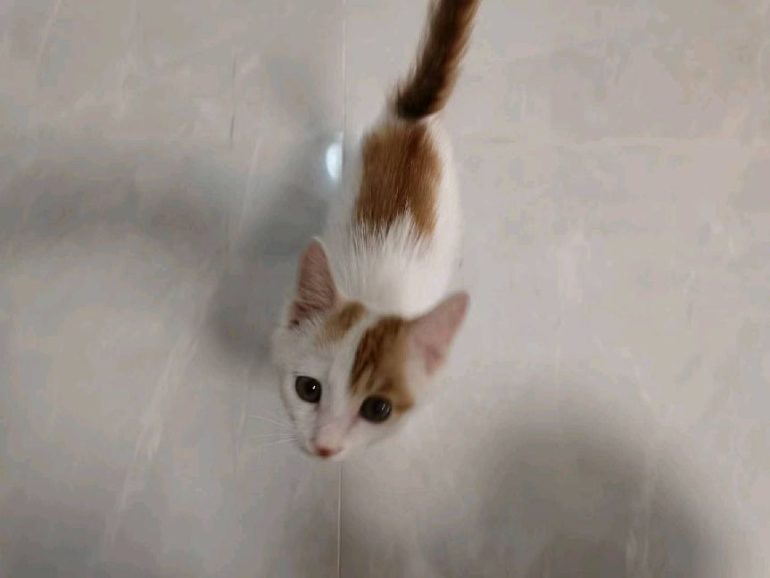 猫图片|宠物猫|猫咪|