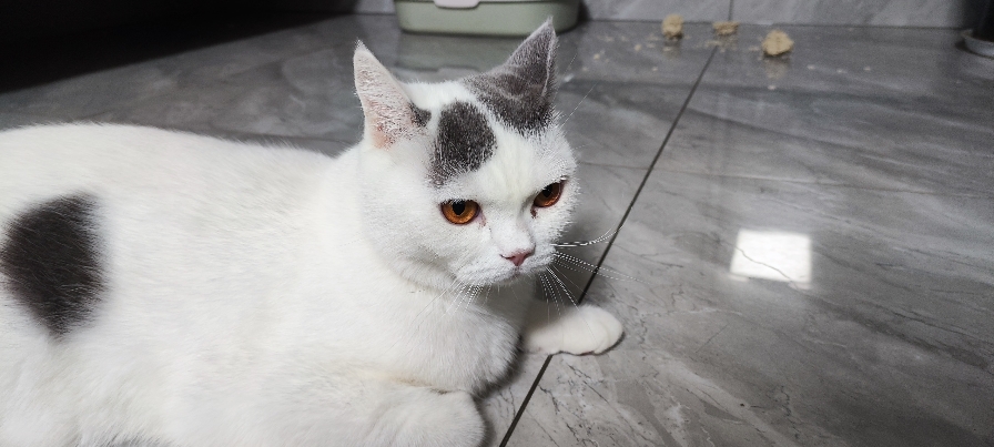 猫图片|宠物猫|猫咪|