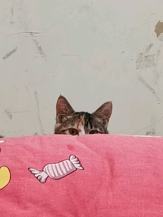 猫图片|宠物猫|猫咪|