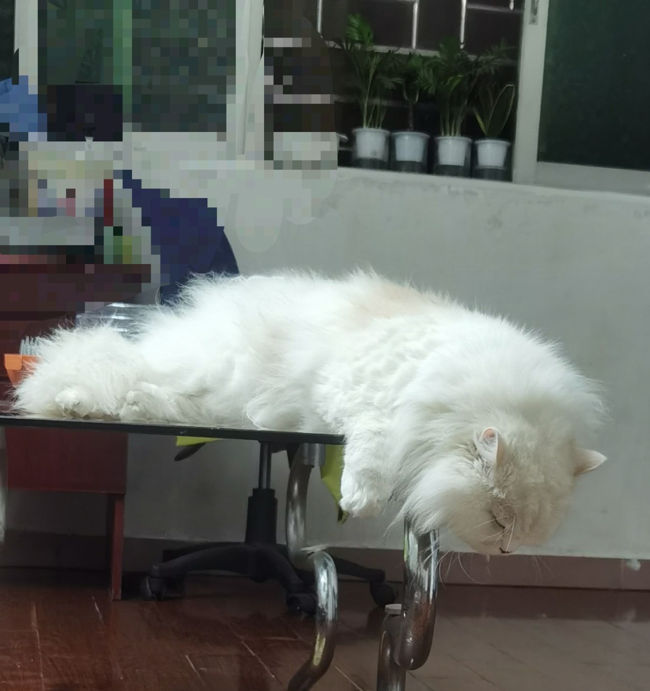 猫图片|宠物猫|猫咪|