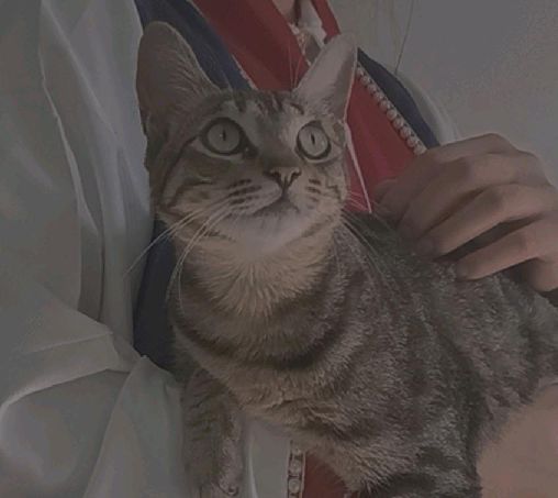 猫图片|宠物猫|猫咪|