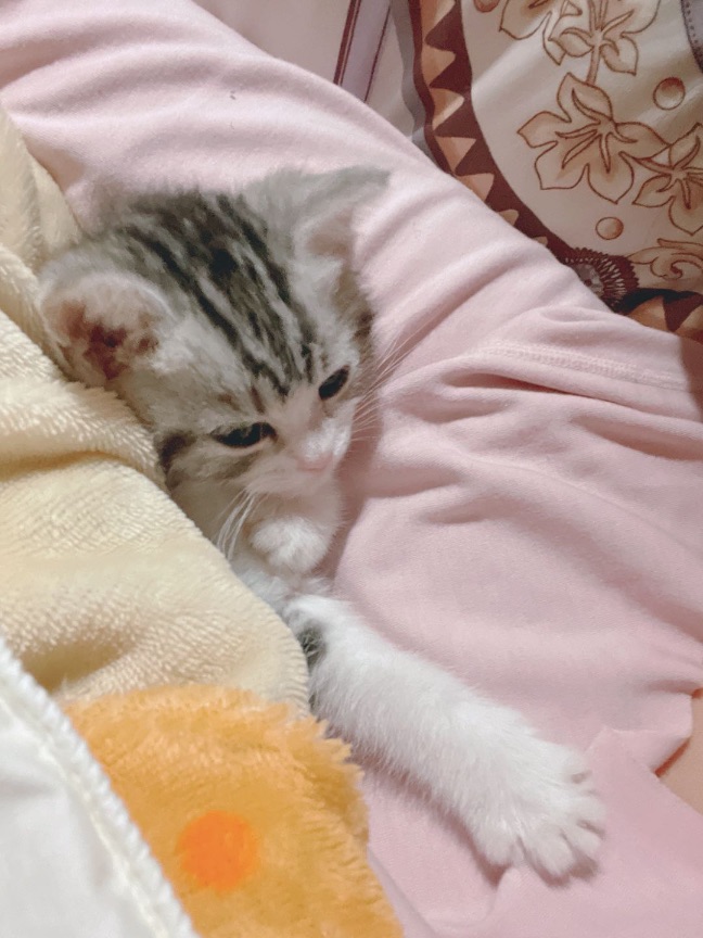 猫图片|宠物猫|猫咪|