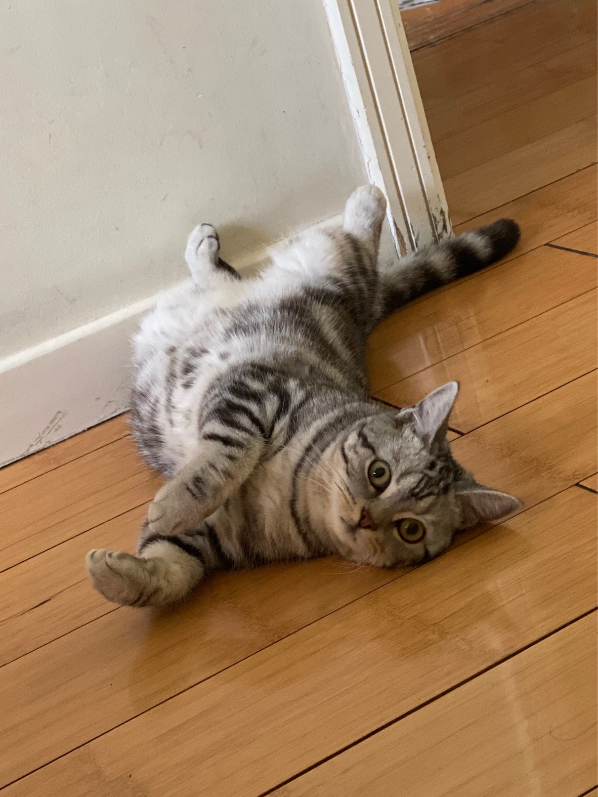 猫图片|宠物猫|猫咪|