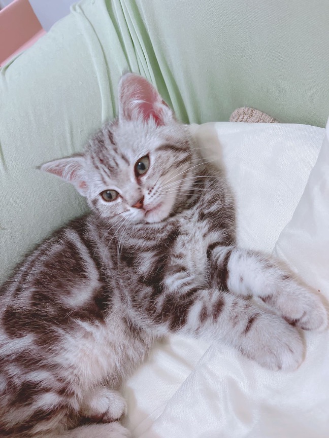 猫图片|宠物猫|猫咪|