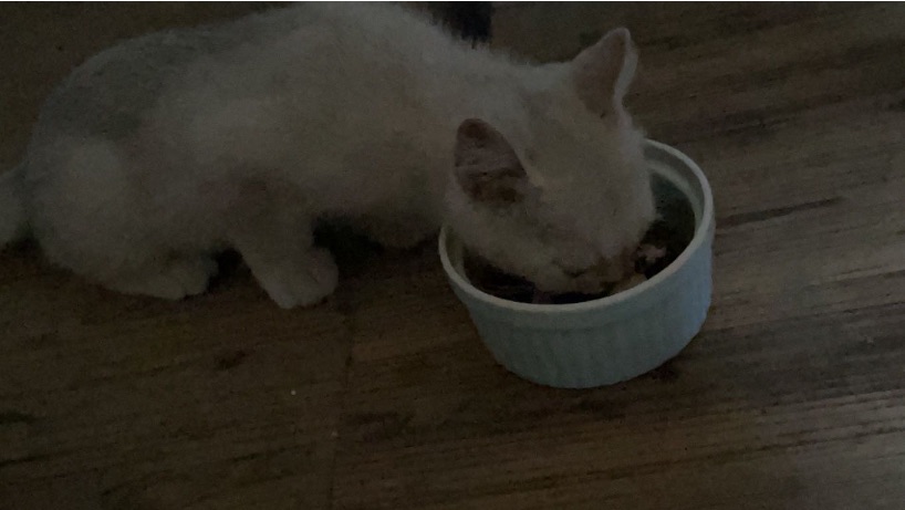 猫图片|宠物猫|猫咪|