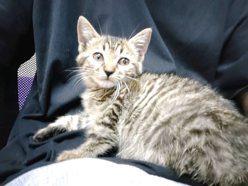 猫图片|宠物猫|猫咪|