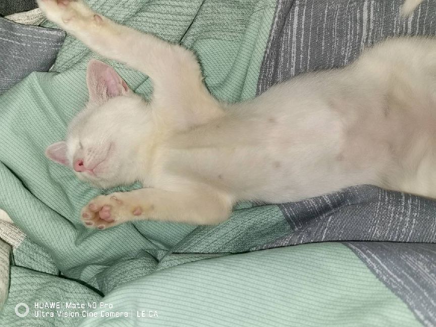 猫图片|宠物猫|猫咪|