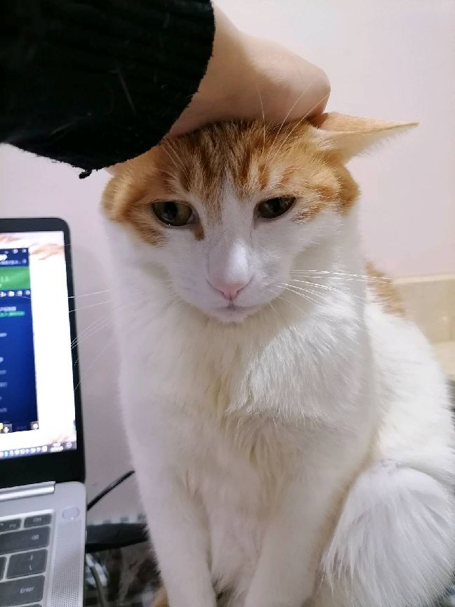 猫图片|宠物猫|猫咪|