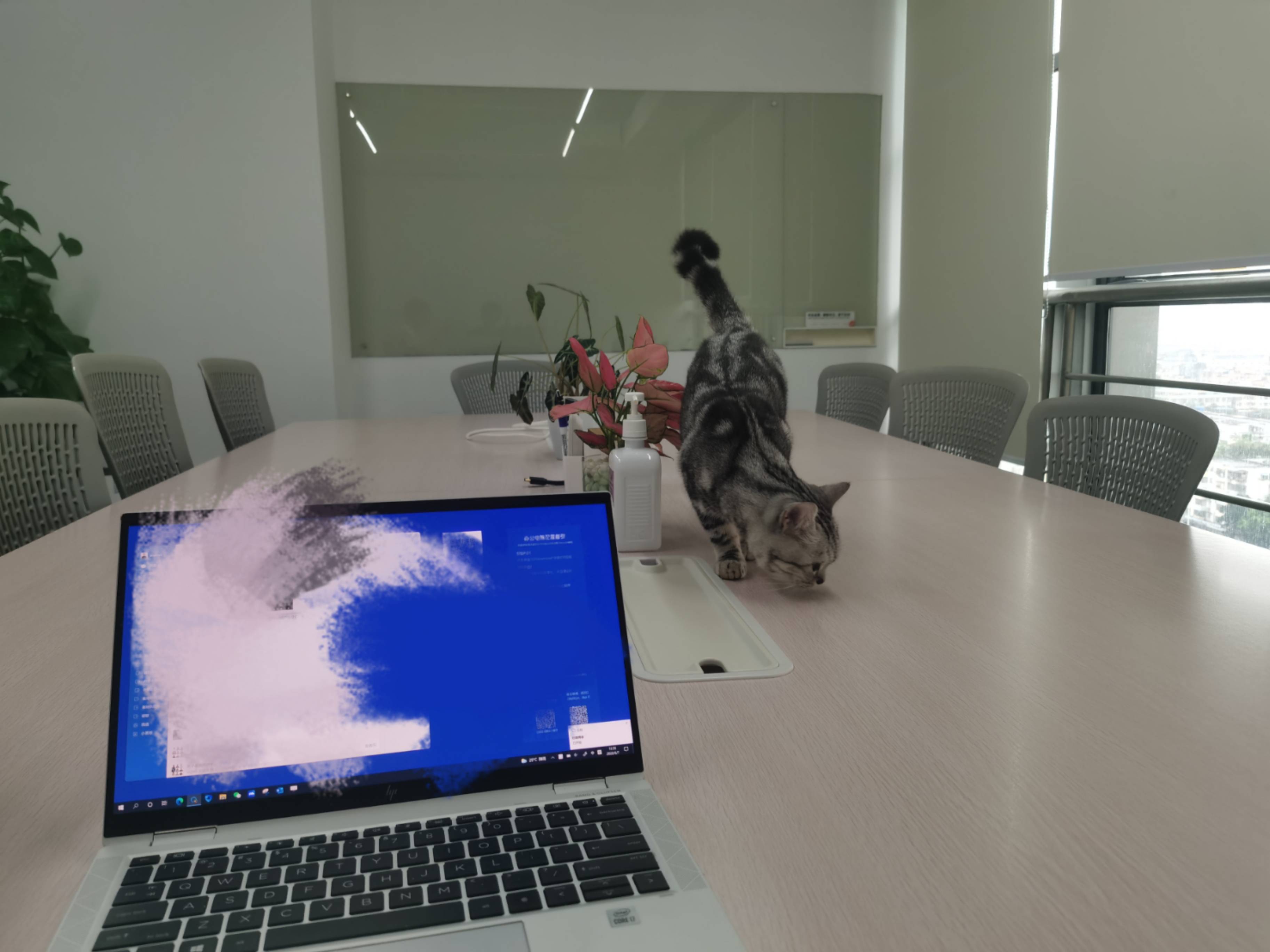 猫图片|宠物猫|猫咪|