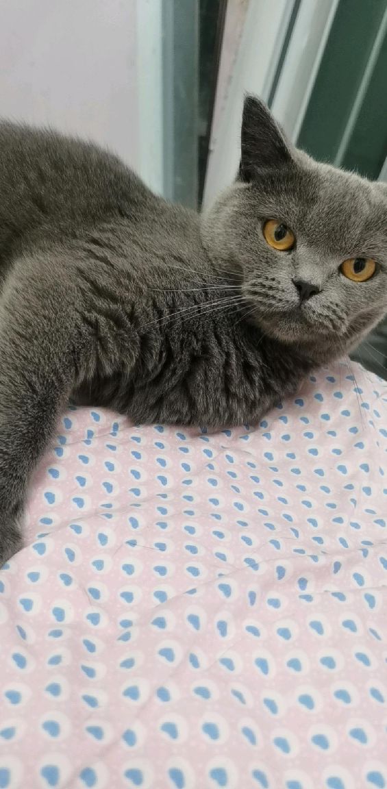 猫图片|宠物猫|猫咪|