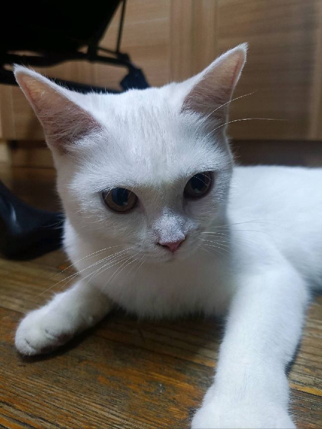 猫图片|宠物猫|猫咪|