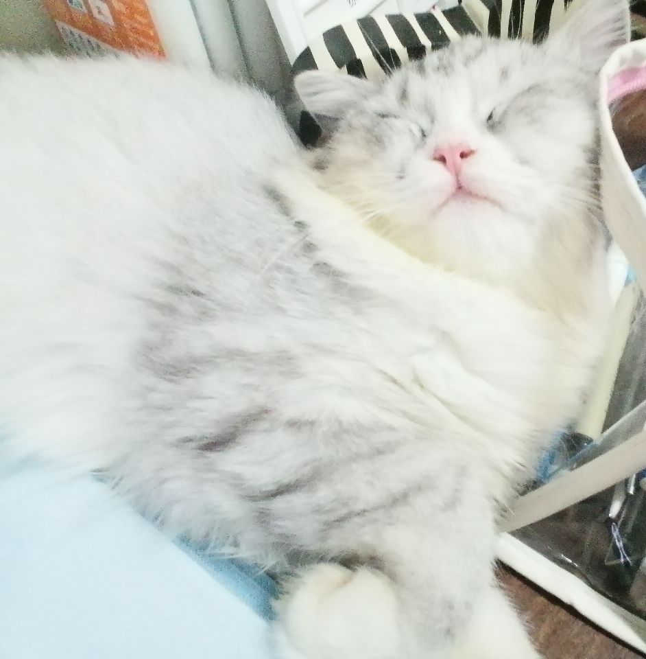 猫图片|宠物猫|猫咪|