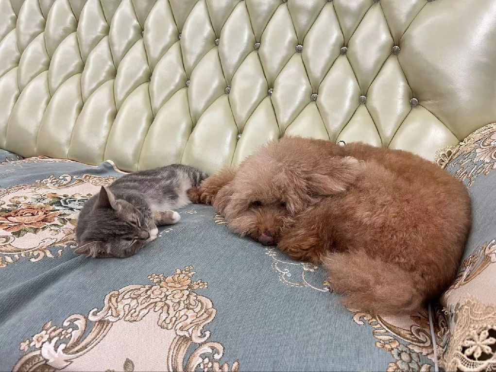 猫图片|宠物猫|猫咪|