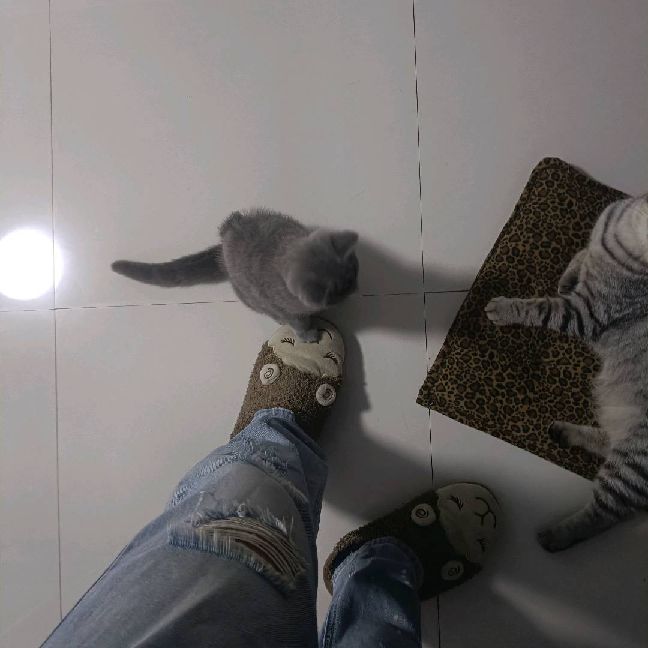 猫图片|宠物猫|猫咪|