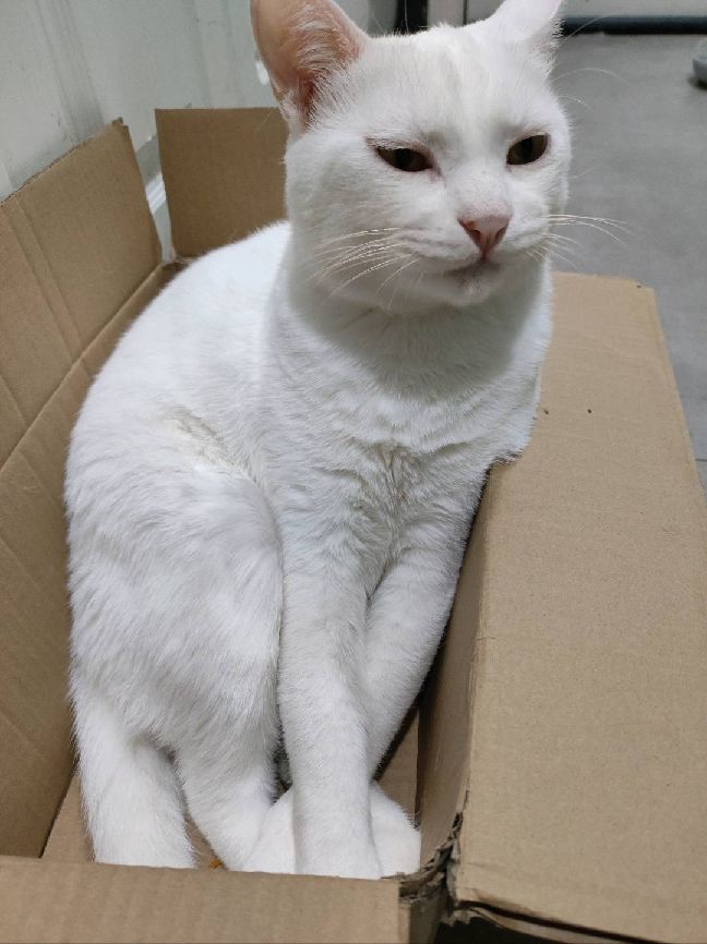 猫图片|宠物猫|猫咪|