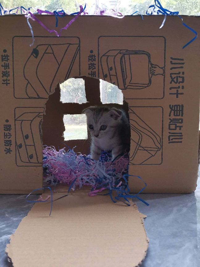 猫图片|宠物猫|猫咪|