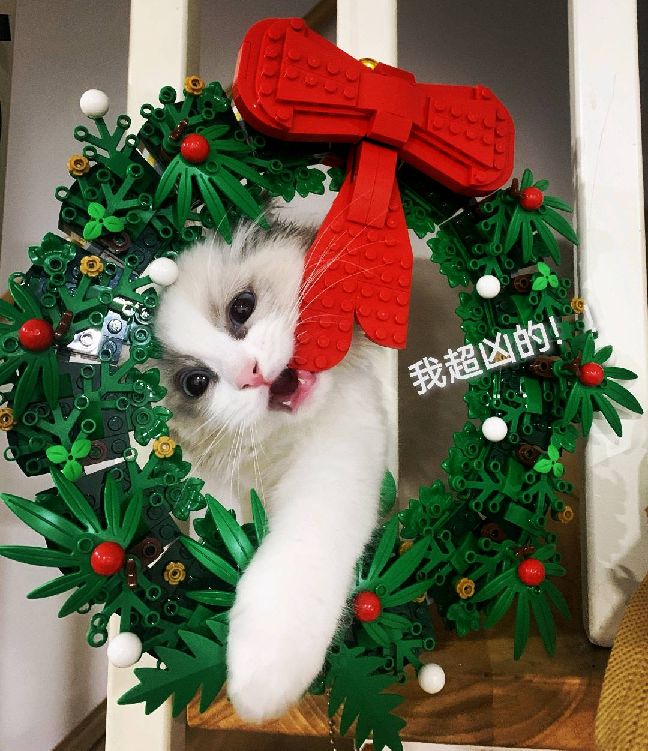 猫图片|宠物猫|猫咪|