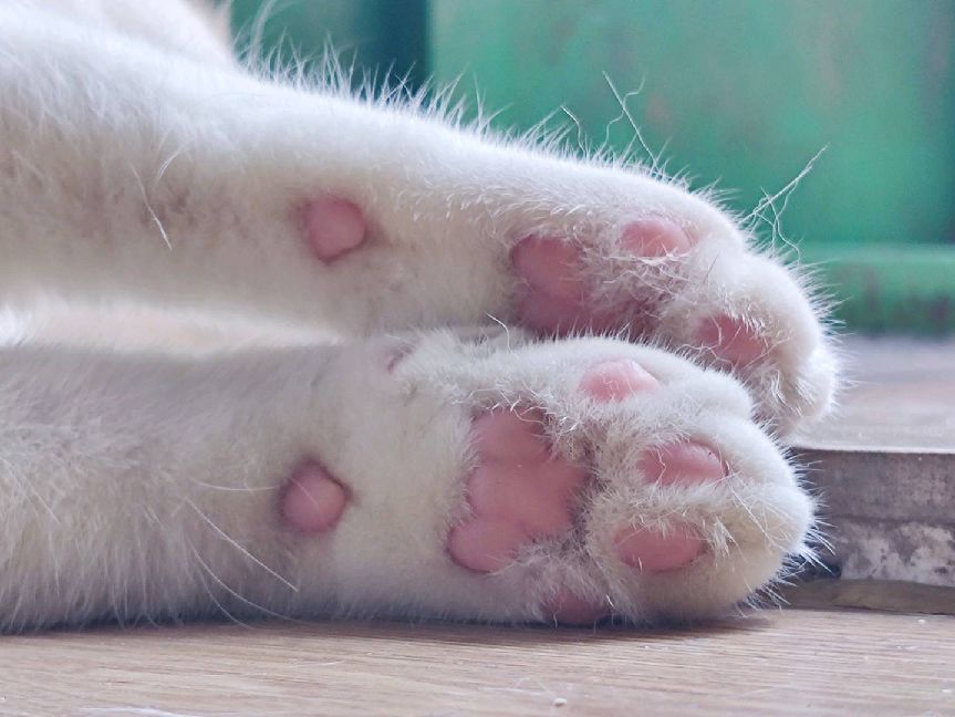 猫图片|宠物猫|猫咪|