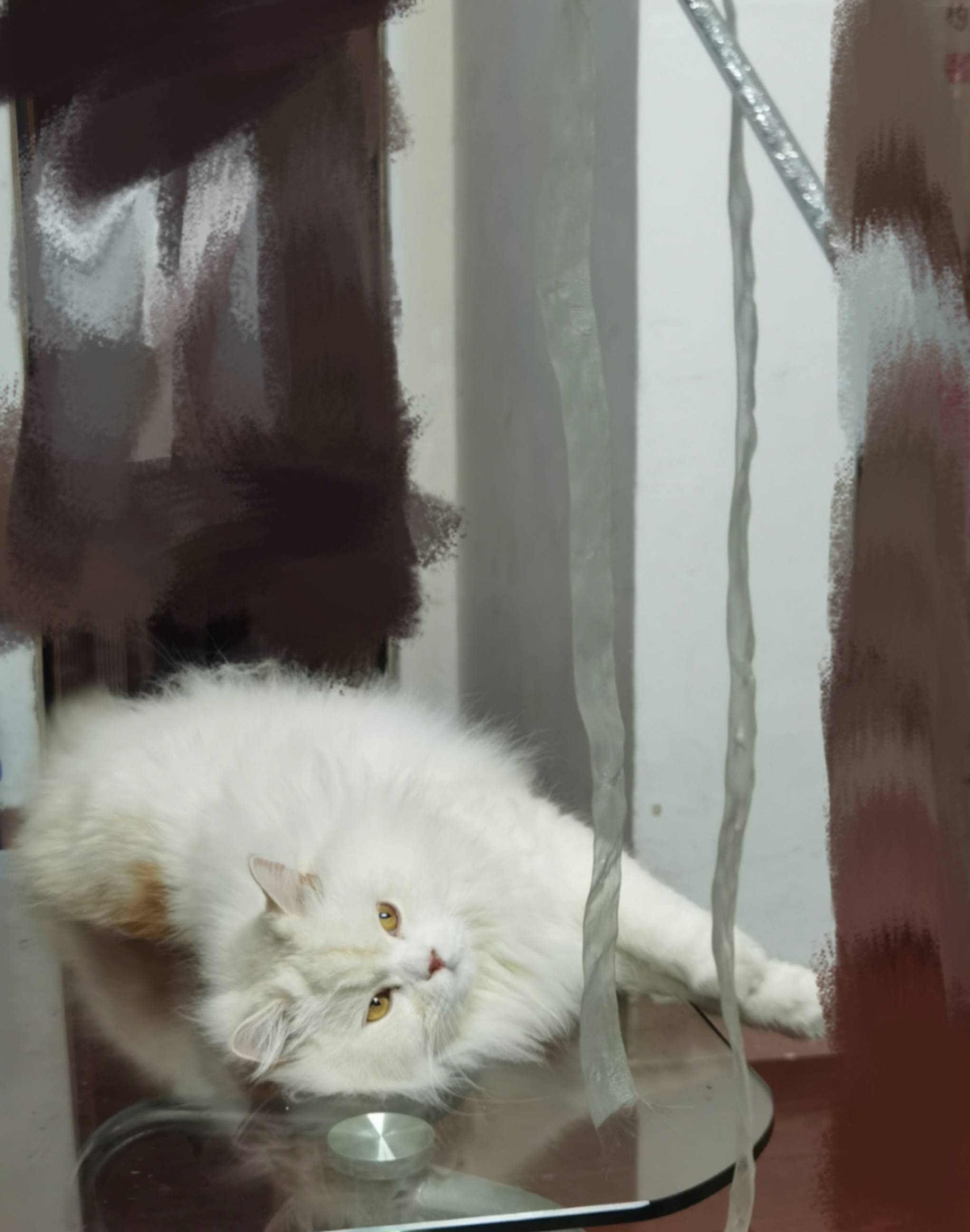 猫图片|宠物猫|猫咪|