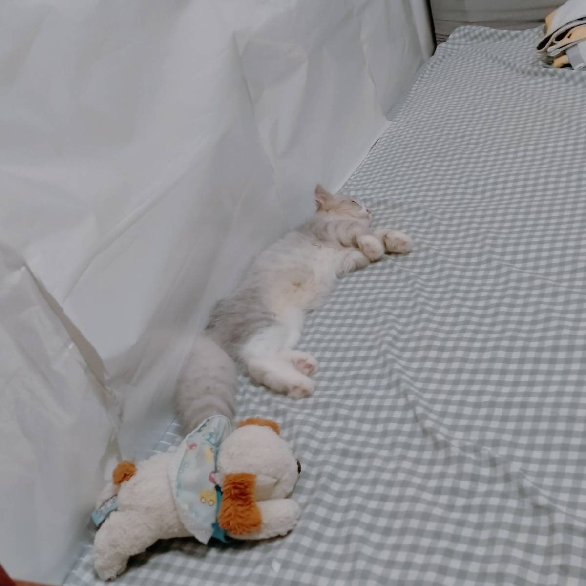 猫图片|宠物猫|猫咪|