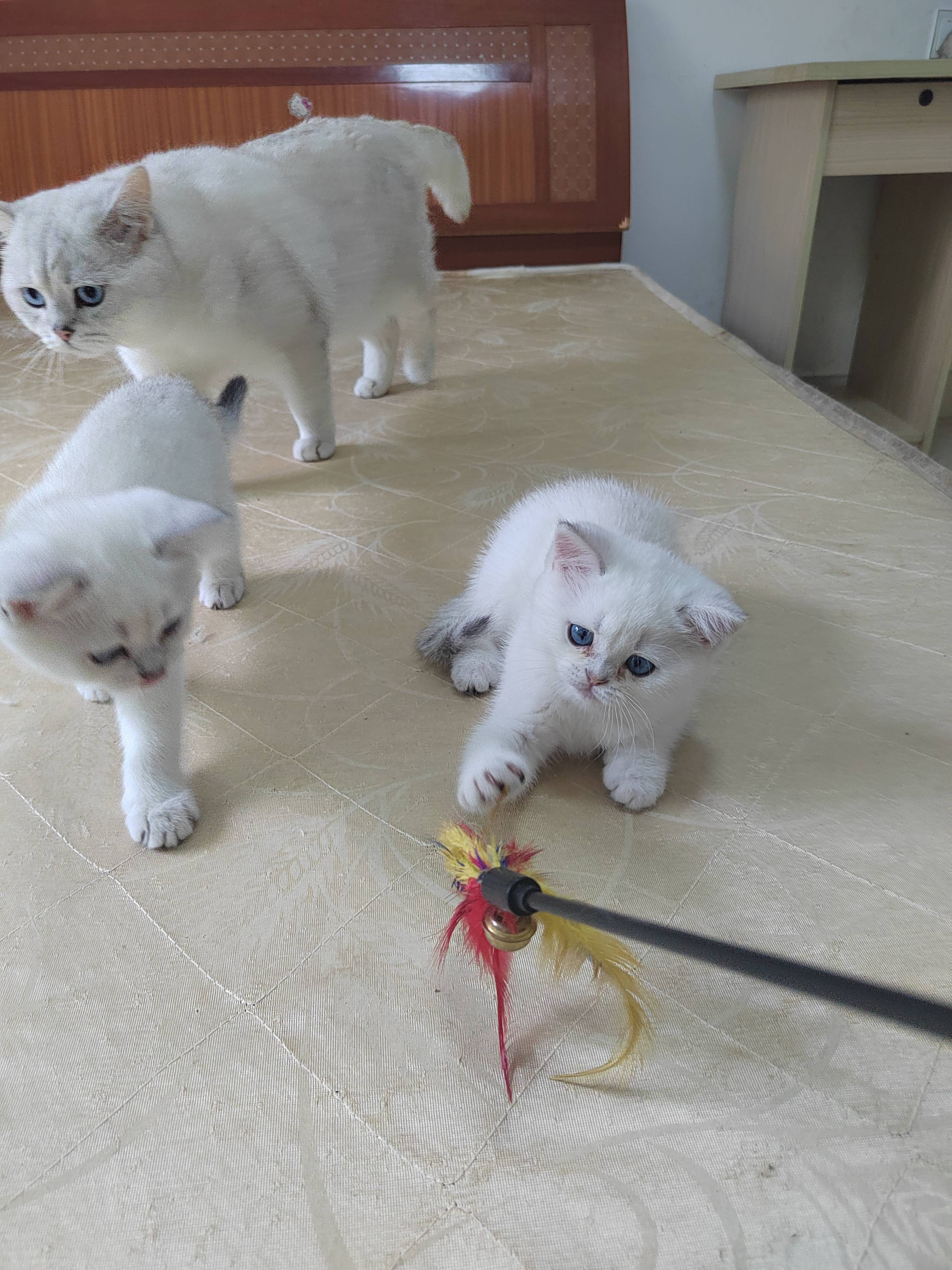 猫图片|宠物猫|猫咪|