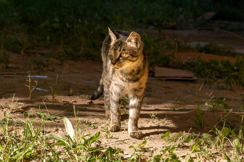 猫图片|宠物猫|猫咪|