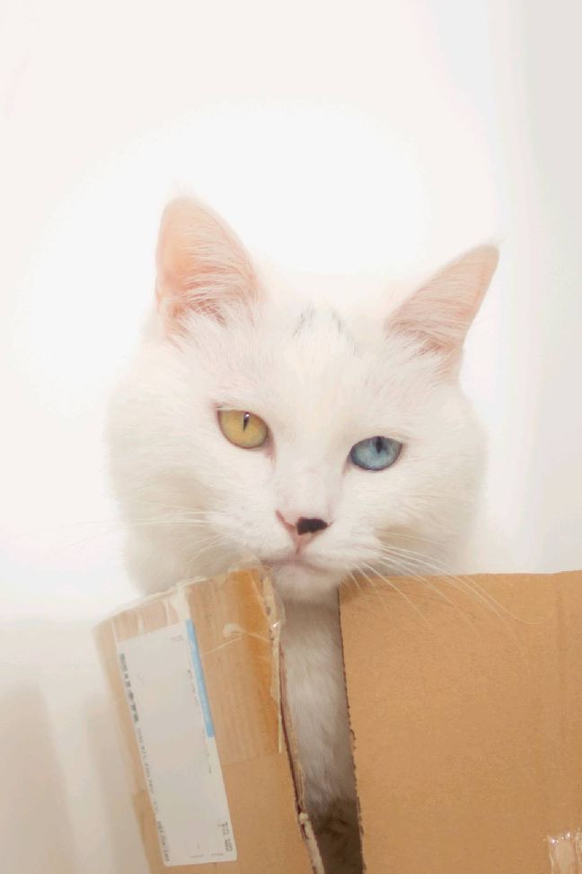 猫图片|宠物猫|猫咪|